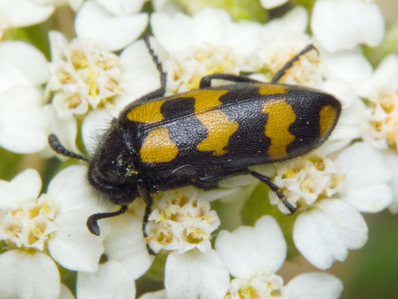 Hycleus atratus (Pallas, 1773)